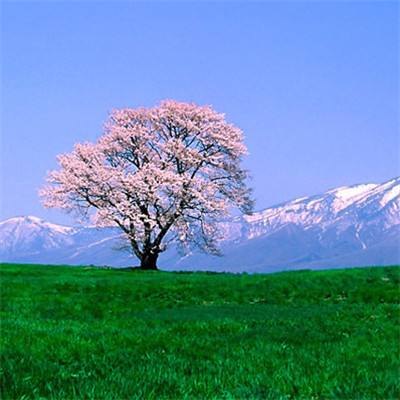 掠夺之剑暗影大陆无限金币版下载